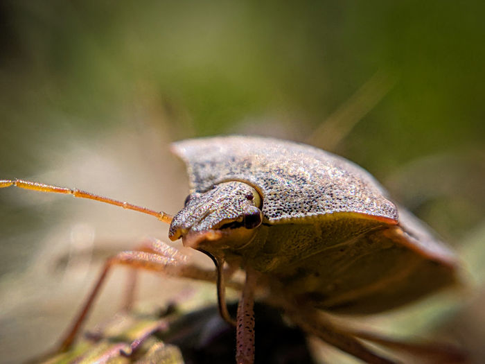 Close-up of stink bug
