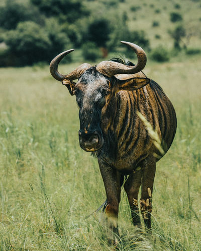 Close-up of a wildebeest 