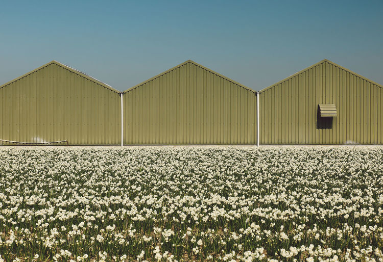 Flowering plants growing by barns against clear sky