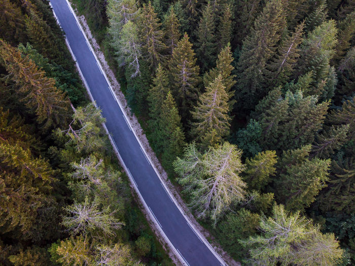 High angle view of road passing through forest