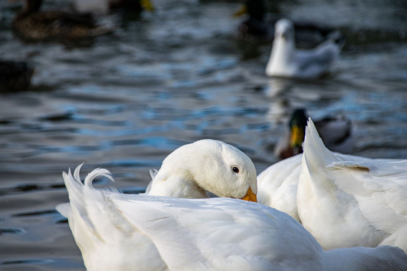 Heavy white pekin ducks, also known as aylesbury or long island ducks