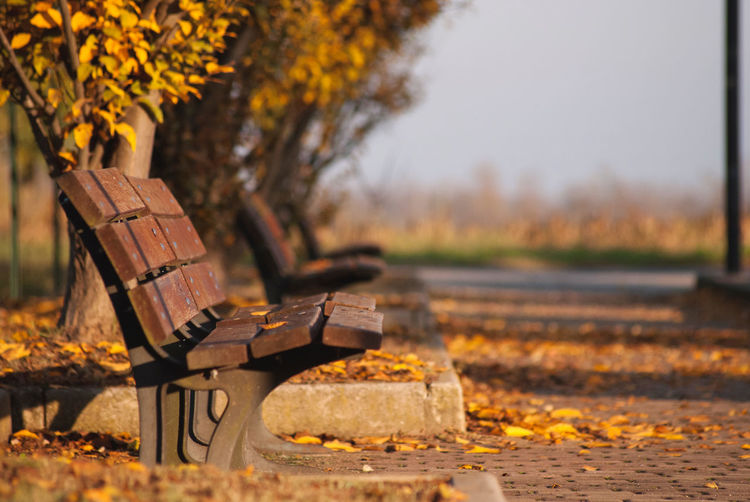 Bench in park during autumn