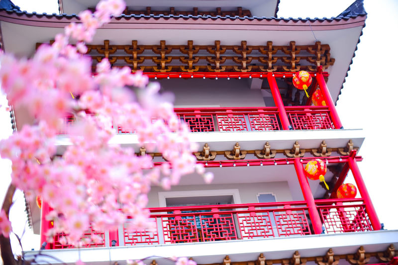 Low angle view of pink flowers against building