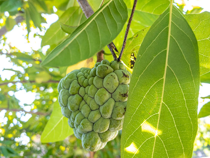 Close-up of fruits growing on tree