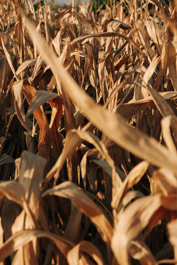 Full frame shot of plants on field