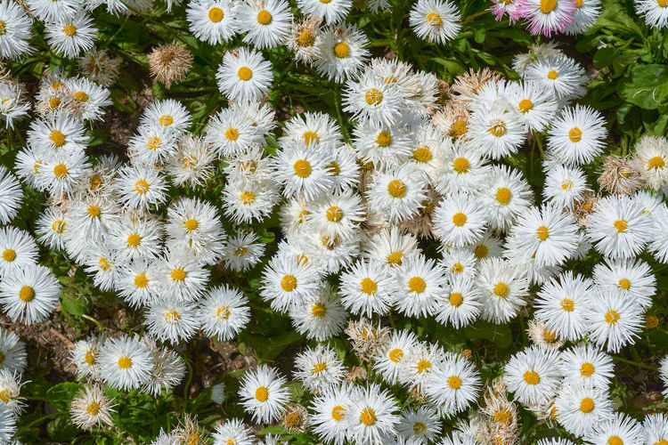 Many small white chrysanthemums in a flower bed in the garden.