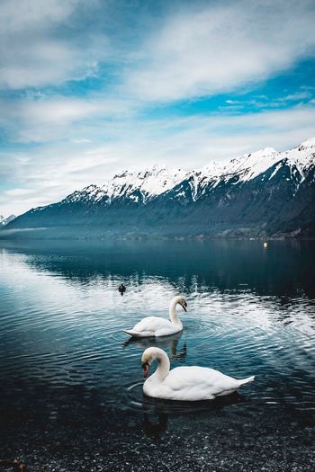 Swan floating on lake against sky