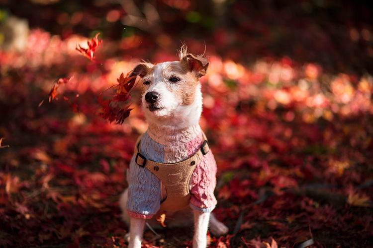 Portrait of dog on field during autumn
