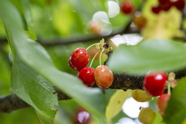 Ripe red cherries on a branch during springtime.