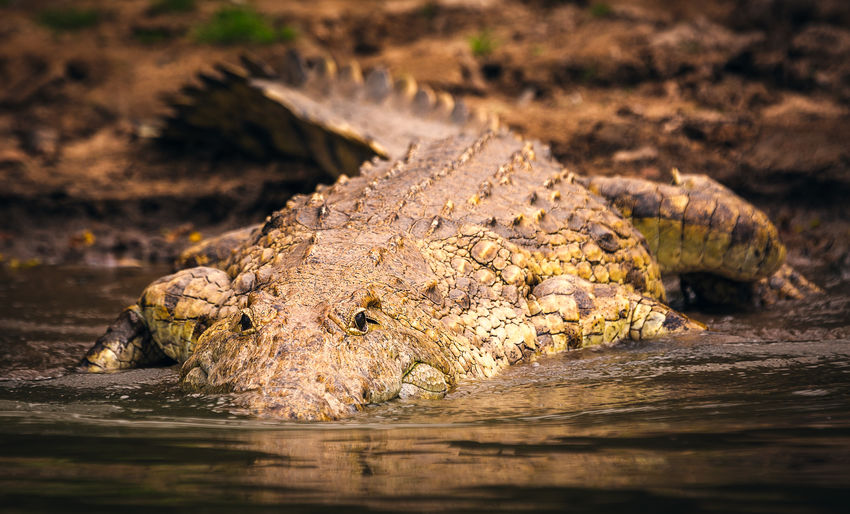 Crocodile in lake