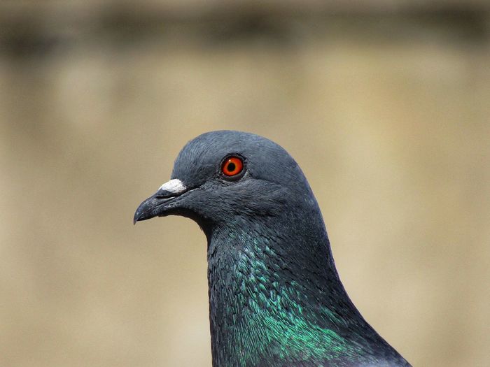 Close-up of a bird looking away