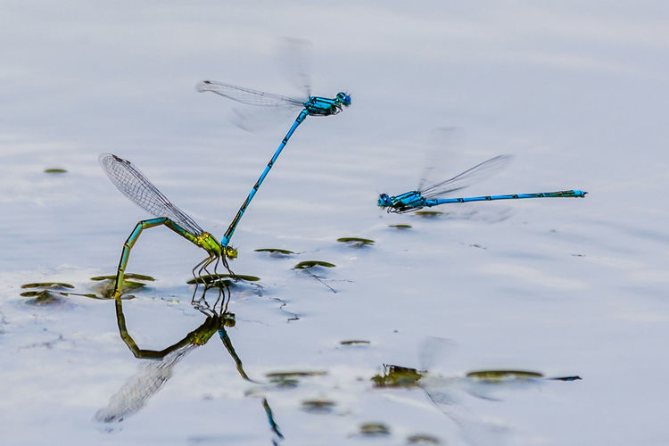 High angle view of dragonflies hovering over pond