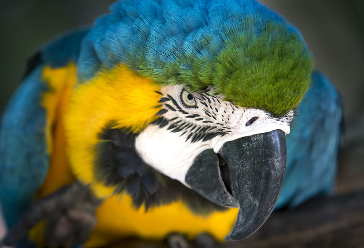 Close-up of gold and blue macaw with open mouth