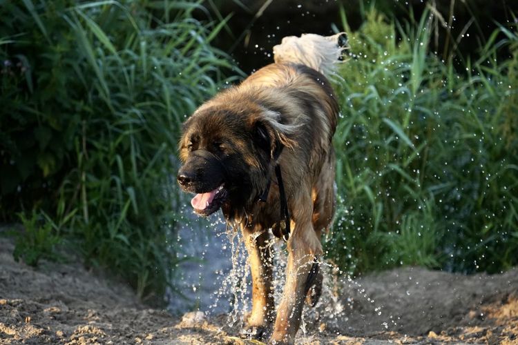 Dog looking away in water