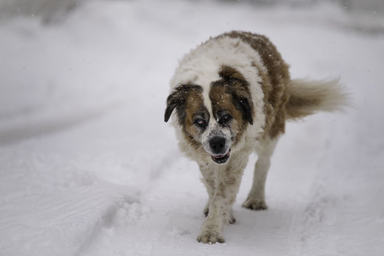 Portrait of dog on snow covered land