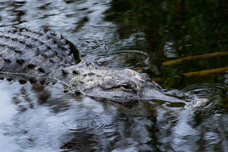 High angle view of alligator swimming in lake