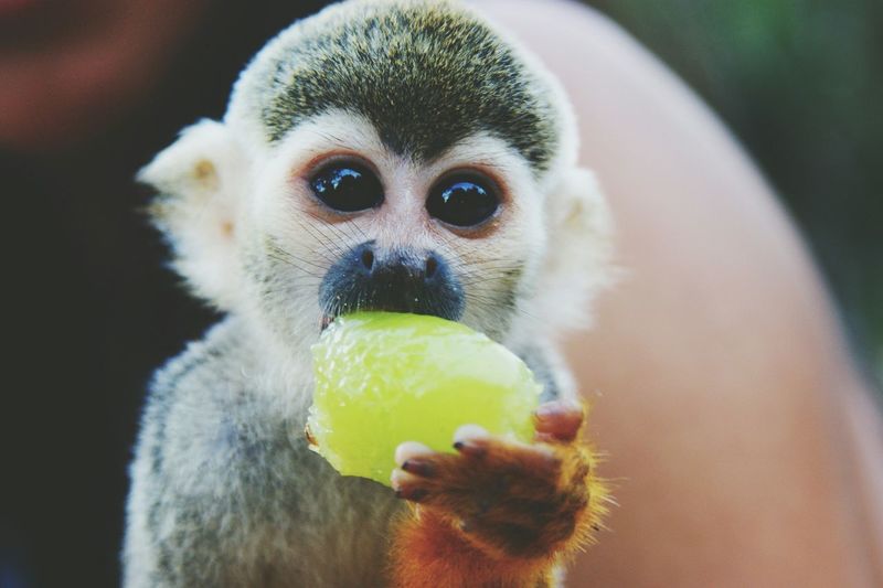 Portrait of squirrel monkey eating fruit outdoors