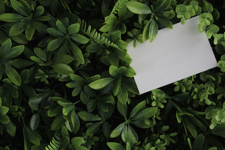 A white paper stick on the green leaves background.