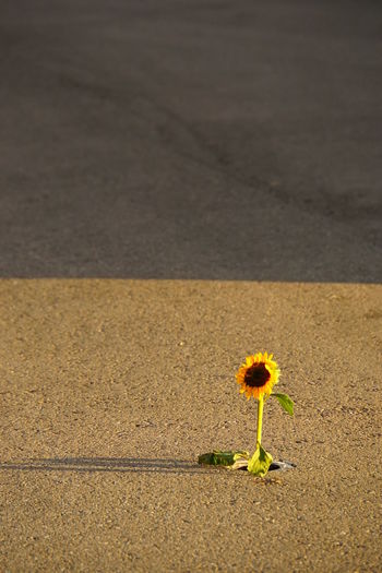 Close-up of yellow flower on road
