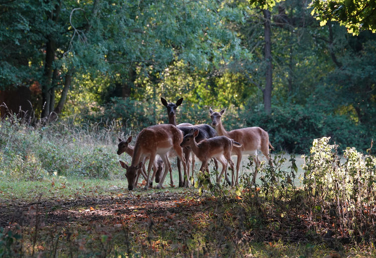 Horses in a field