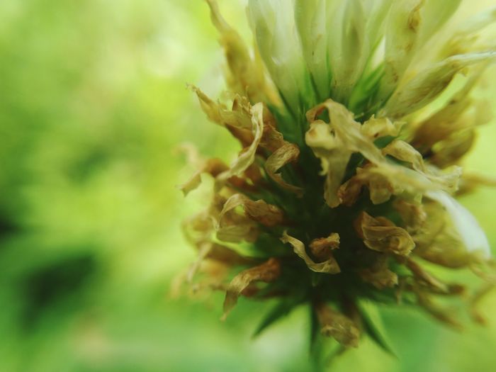 Close-up of white flower buds