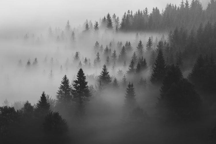 High angle view of pine trees in forest during foggy weather