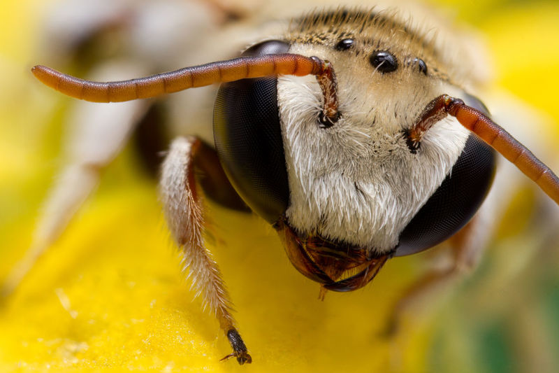 Macro shot of bee pollinating