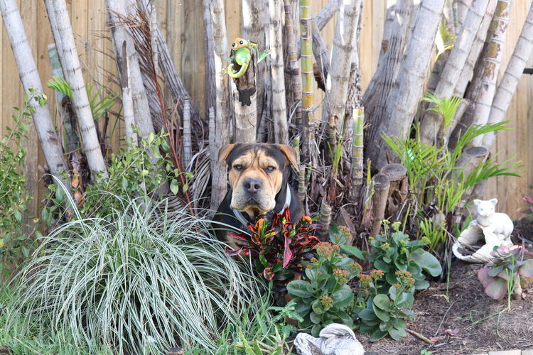 Portrait of dog relaxing amidst plants