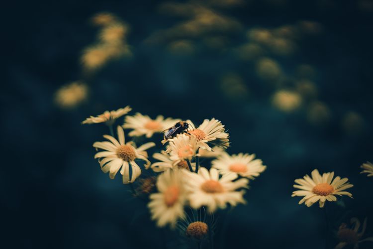 Bumblebee on daisy