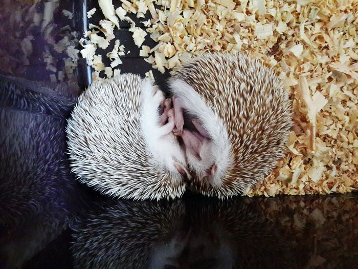Pair of hedgehogs sleeping