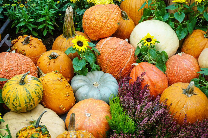 Full frame shot of pumpkins during autumn