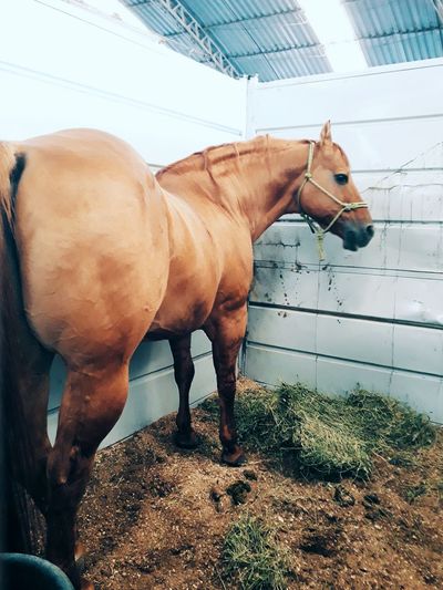 Side view of horse standing outdoors