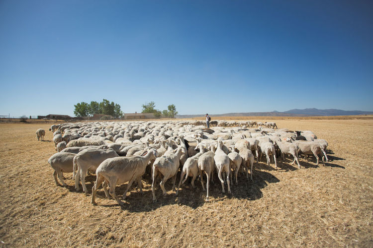 Herd of woolly sheep with tags and young shepherd grazing on dry grass of hilly terrain on sunny day