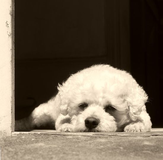 Close-up of dog lying at door