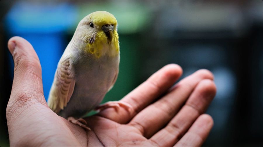 Close-up of parakeet perching on cropped hand