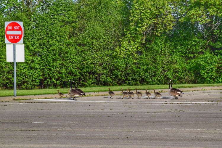 Goose family on road by do not enter sign