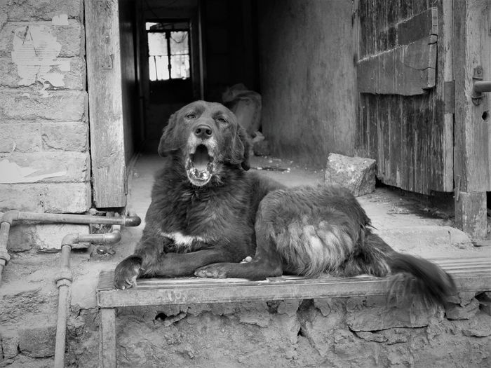 Portrait of dog sitting outdoors