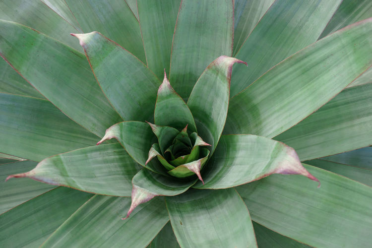 Large bromeliad plant from above.