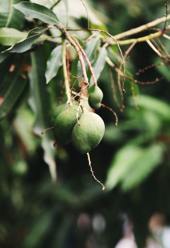 Close-up of fruits hanging on tree