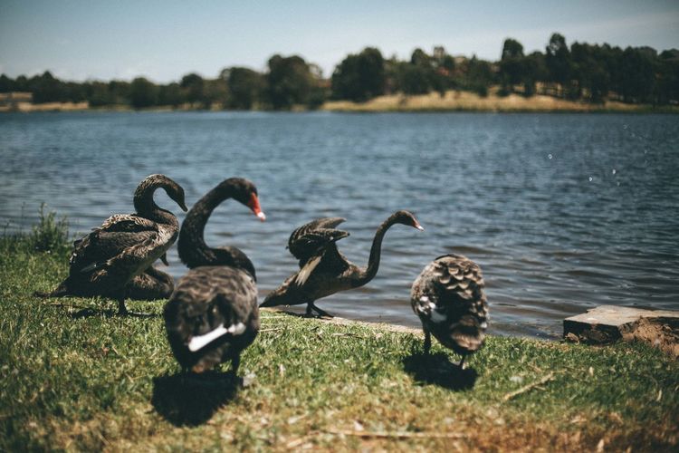 Close-up of swans at lakeshore