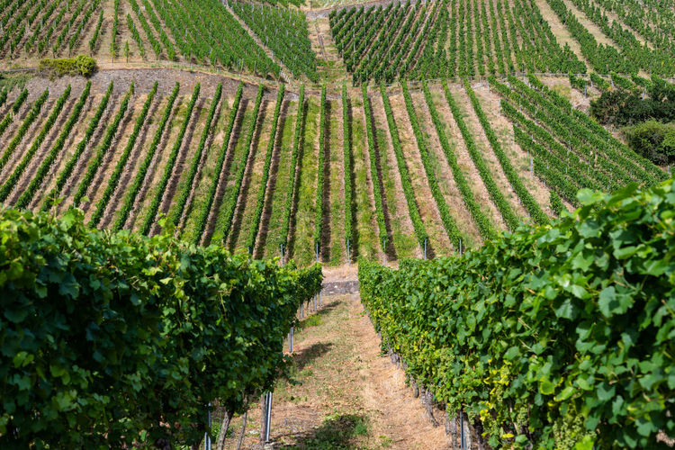 Ripening grapes on a vine plantation on a beautiful hot, sunny, summer day in western germany.