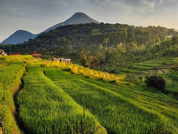 landscape