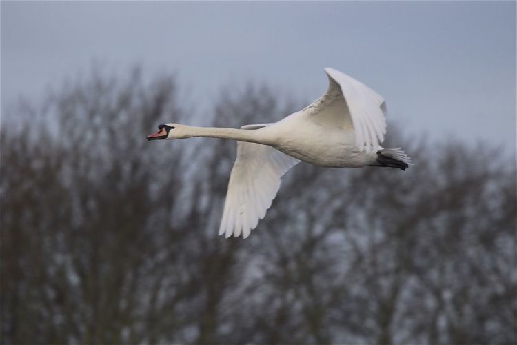 Low angle view of mute swan flying