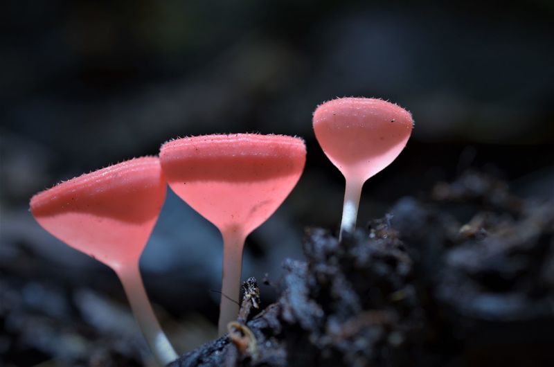 Close-up of red mushrooms