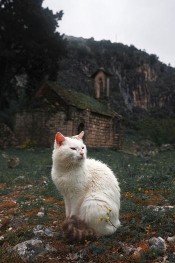 Close-up of moody cat with a church in the background, montenegro, kotor