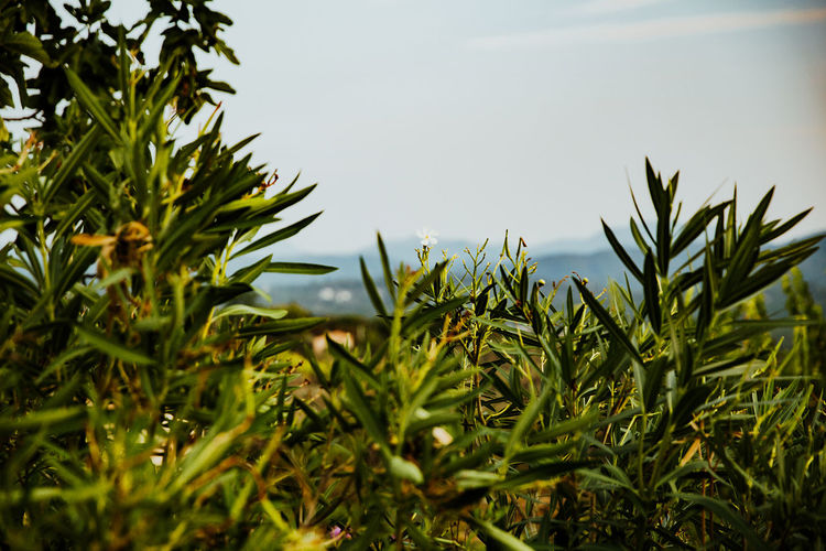 Close-up of plants growing on field against sky