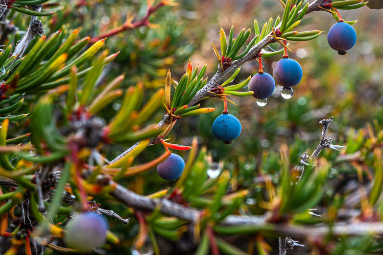 Close-up of berries growing on tree