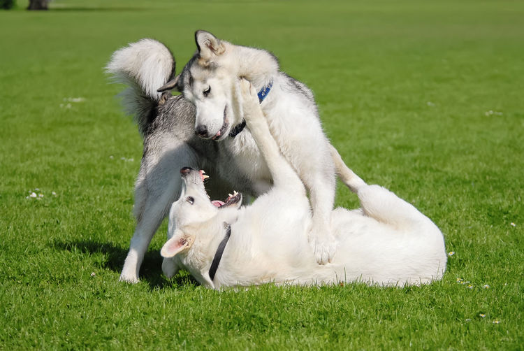 Dogs playing on field