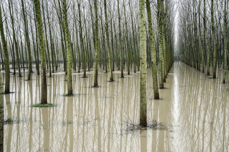 Panoramic view of wooden posts in lake
