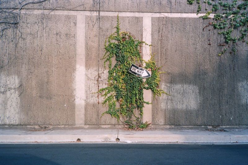 Plant by tree in city